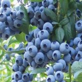 <b>蓝莓的品种及其种植技巧和防治病虫害</b>