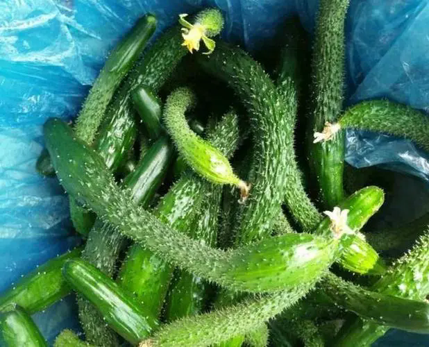 菜园侦探黄瓜畸形果分类揭秘,形态百怪预防对策全公开!