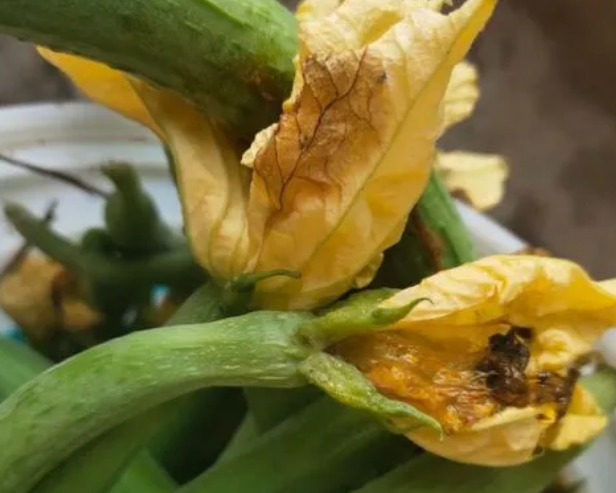 <b>丝瓜烂花柱病因探秘，对症急救防治方法</b>