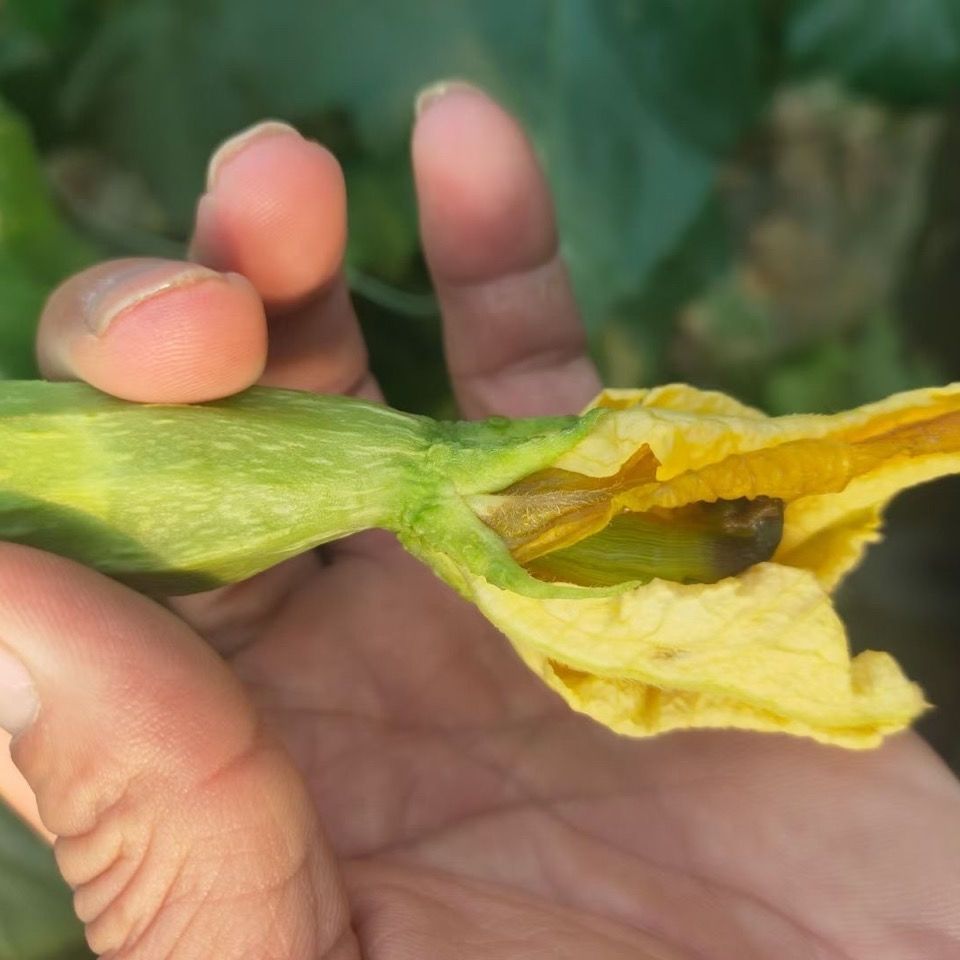 丝瓜烂花柱病因探秘,对症急救防治方法