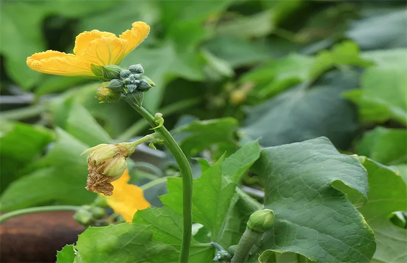 丝瓜烂花柱病因探秘,对症急救防治方法