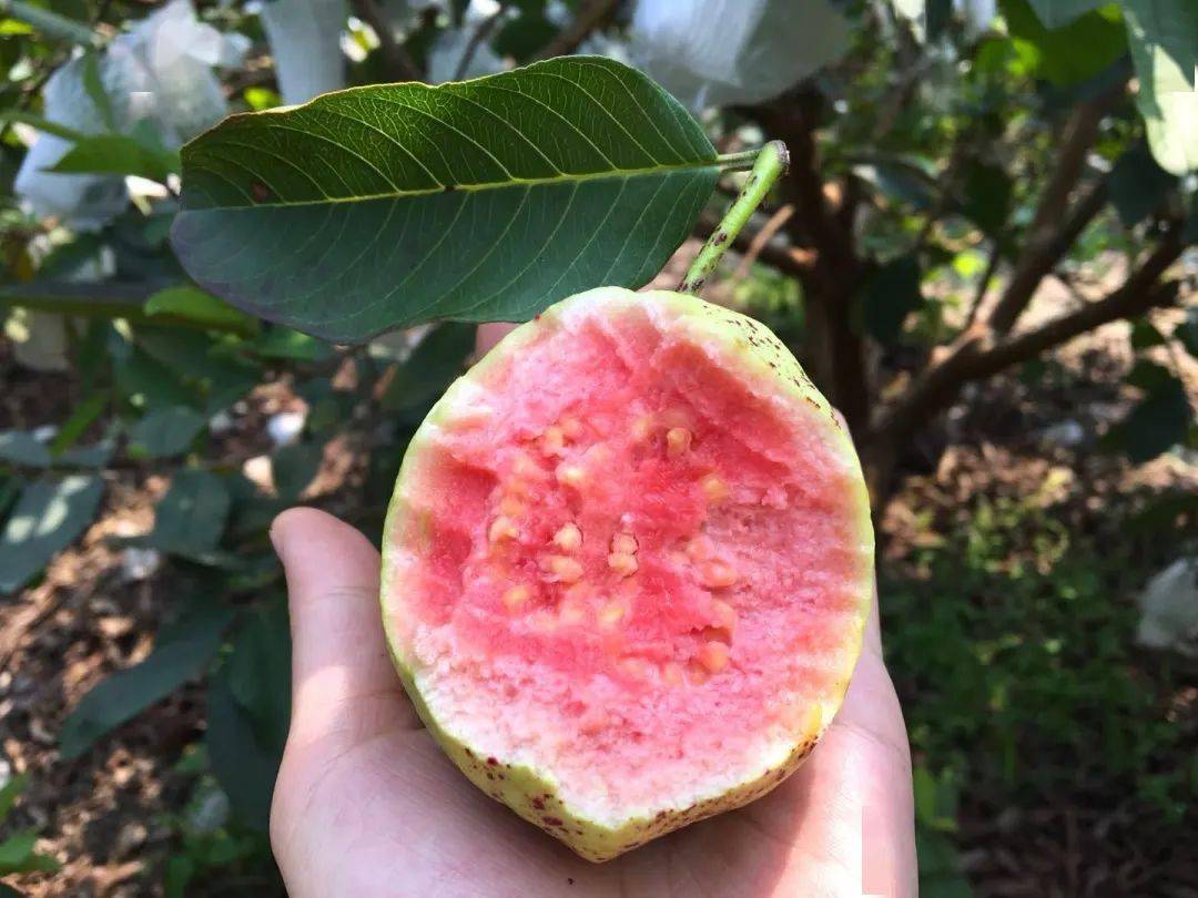 热带果王芭乐:成熟季节的甜蜜守候与食用指南!