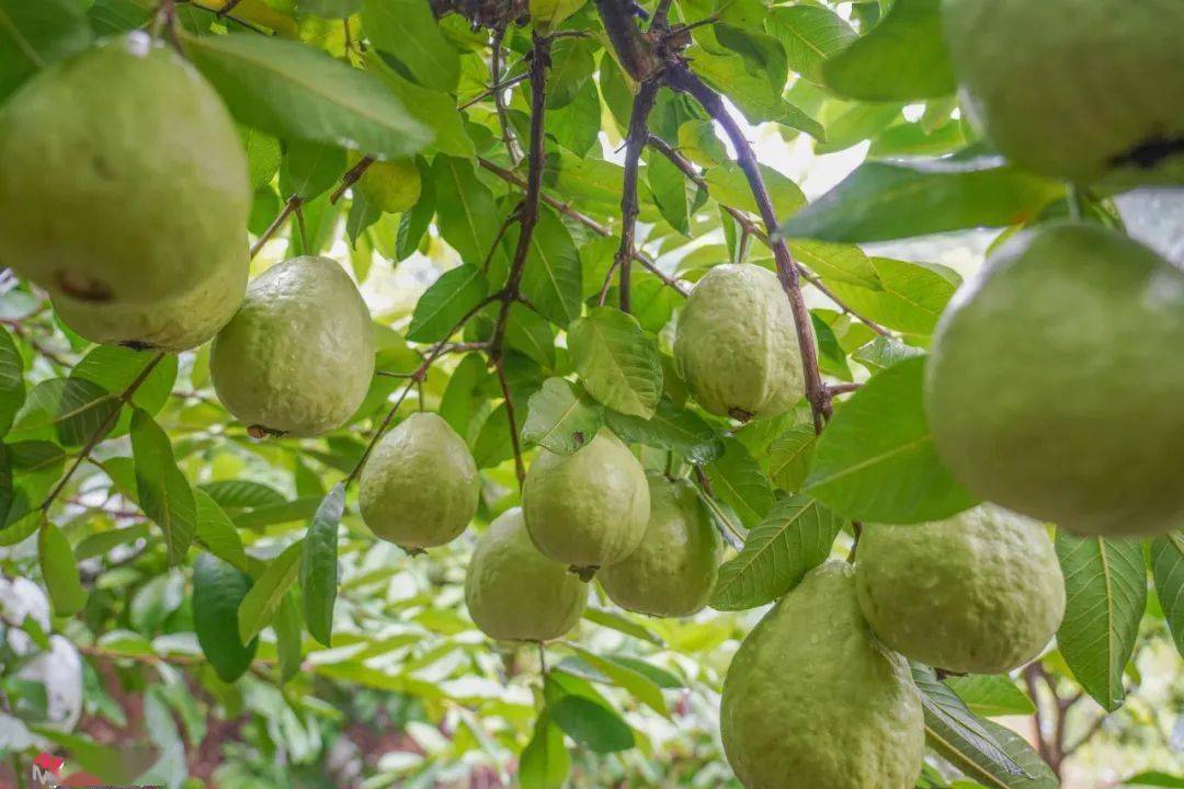 热带果王芭乐:成熟季节的甜蜜守候与食用指南!