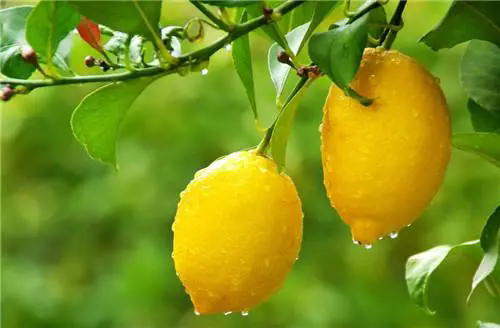 <b>柠檬家族种类大赏，探索柠檬酸甜交响世界缤纷色彩！</b>