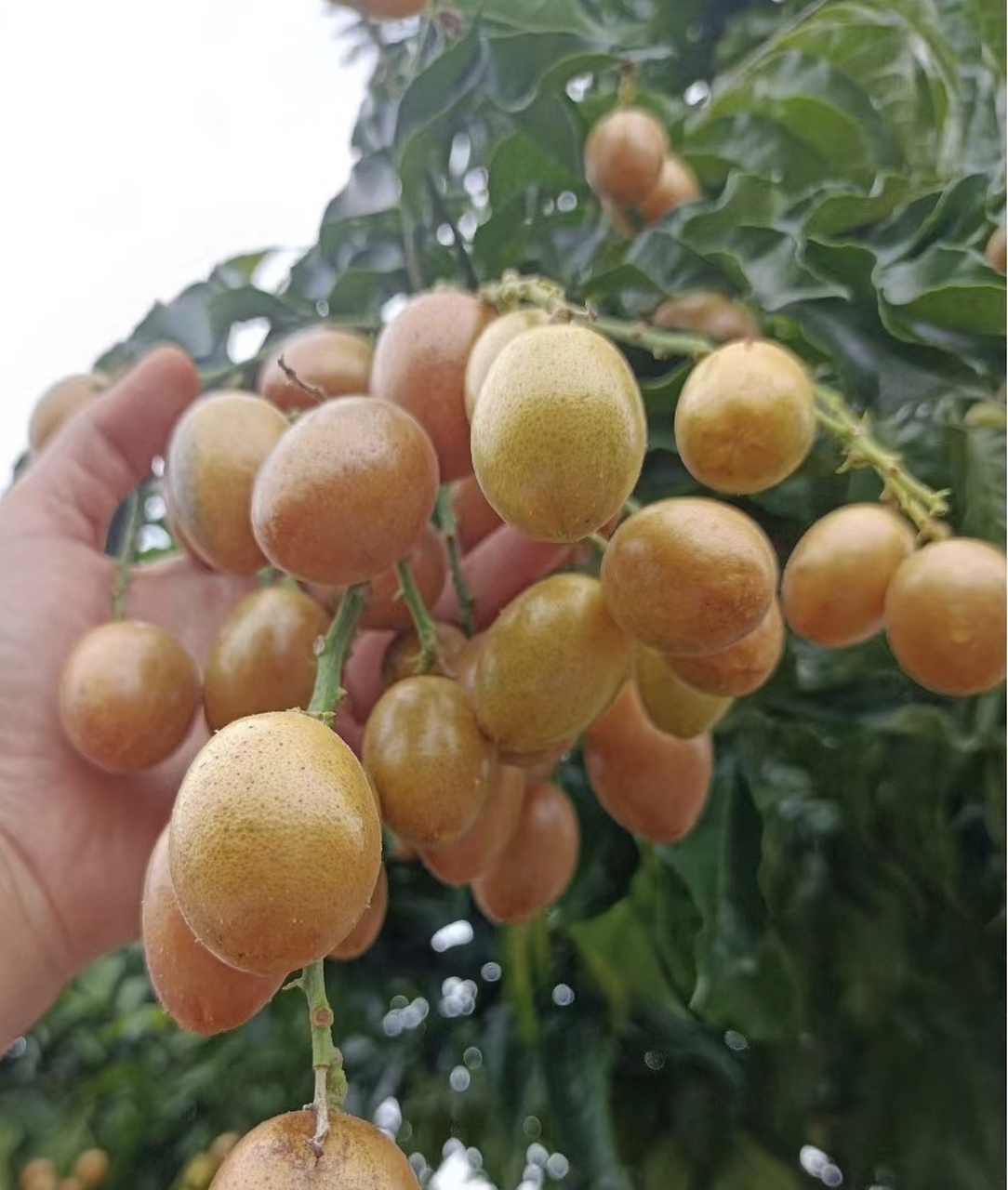 岭南珍果黄皮果,夏日里的金色诱惑与风味揭秘!