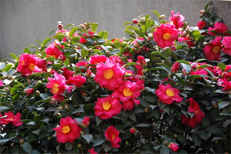 <b>茶梅VS茶花：冬日里的姐妹花，茶梅特征与品种大全</b>