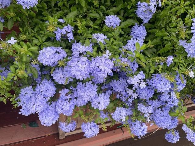 <b>蓝雪花：无毒的蓝色梦幻之花与药用价值并蓄的蓝色精灵！</b>