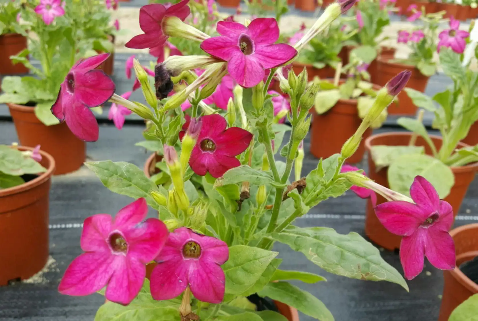 <b>花烟草与烟草同名不同命，它的开花日期又是什么时候？</b>