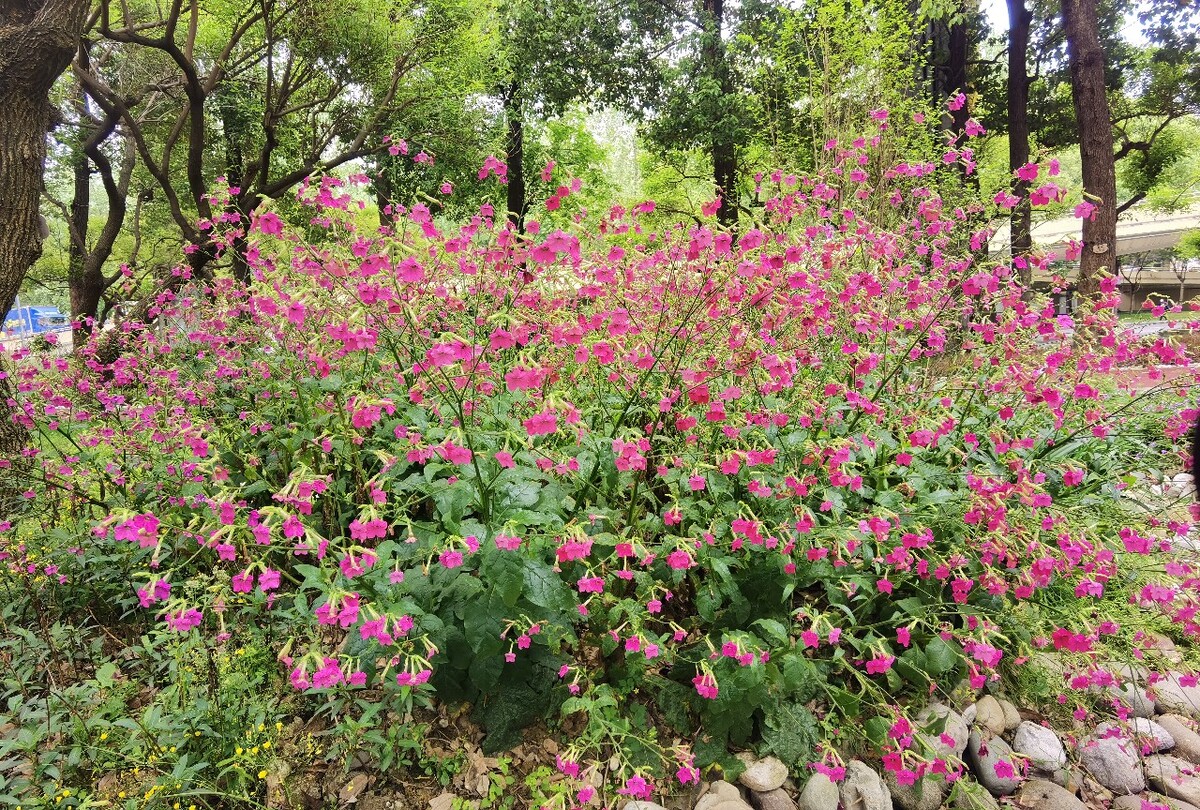 花烟草与烟草同名不同命,它的开花日期又是什么时候?