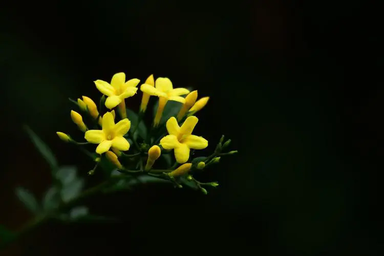 <b>春日使者探春花与迎春花区别与养护指南！</b>