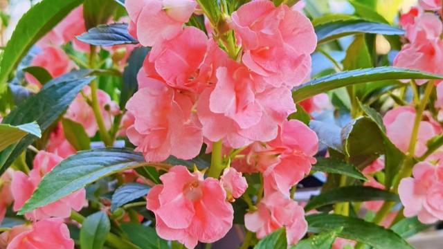 <b>色彩斑斓的凤仙花及其毒性与花期介绍！</b>
