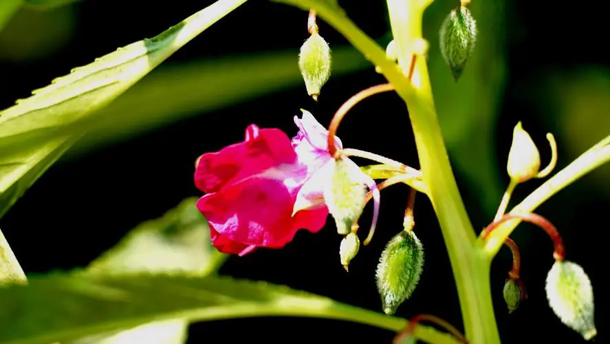 色彩斑斓的凤仙花及其毒性与花期介绍!