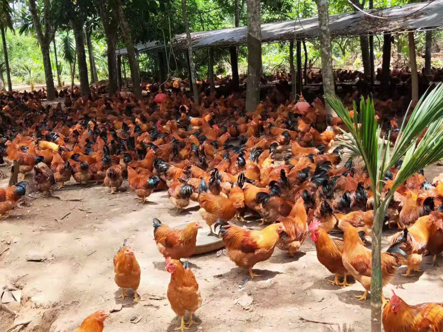 三黄鸡养殖宝典:打造黄金鸡舍,孵化致富梦想!