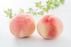 <b>水蜜桃怎么种，种的时候注意什么</b>