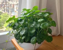 <b>铜钱草种植注意事项及病虫害防治</b>