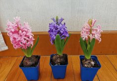 <b>风信子养护技巧及病虫害怎么防治</b>