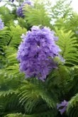 <b>蓝花楹种植过程中的关键注意事项</b>