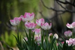 <strong>种植郁金香时，怎样判断土壤的湿度是否适宜，避免浇水过多或</strong>