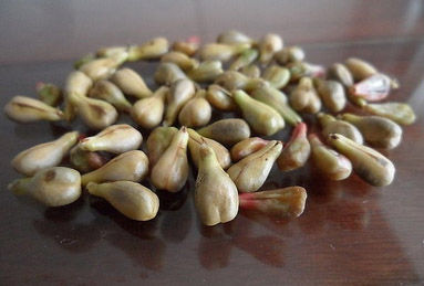 颠覆传统!一粒葡萄种子开启甜蜜果园种植新革命