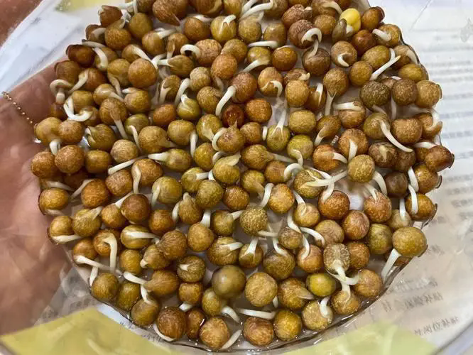 <b>豌豆惊人发现！豌豆发芽后变身超级食物营养价值飙升！</b>
