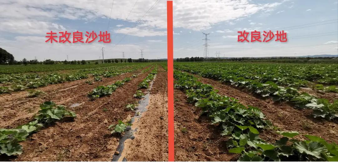 碱性土壤革命揭秘:三大妙招,让碱性土焕发新生机