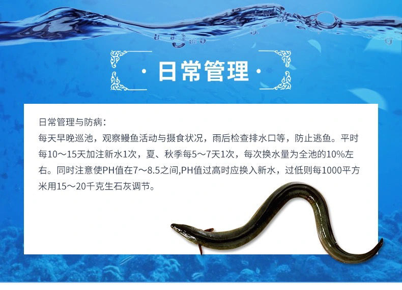 鳗鱼养殖技术与管理:从新手到高手的必修课!