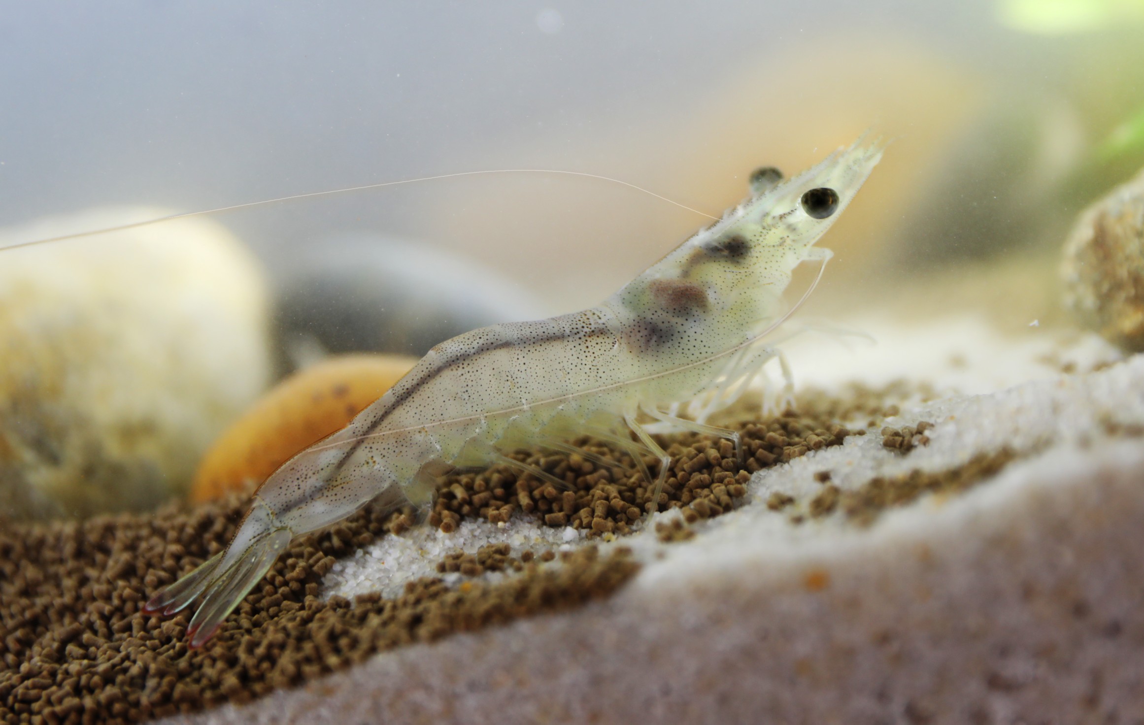 虾界明星南美白对虾真相大起底:淡水还是海水?