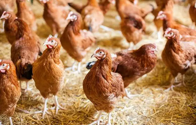 夏季养鸡难题破解:热应激症状与防控措施