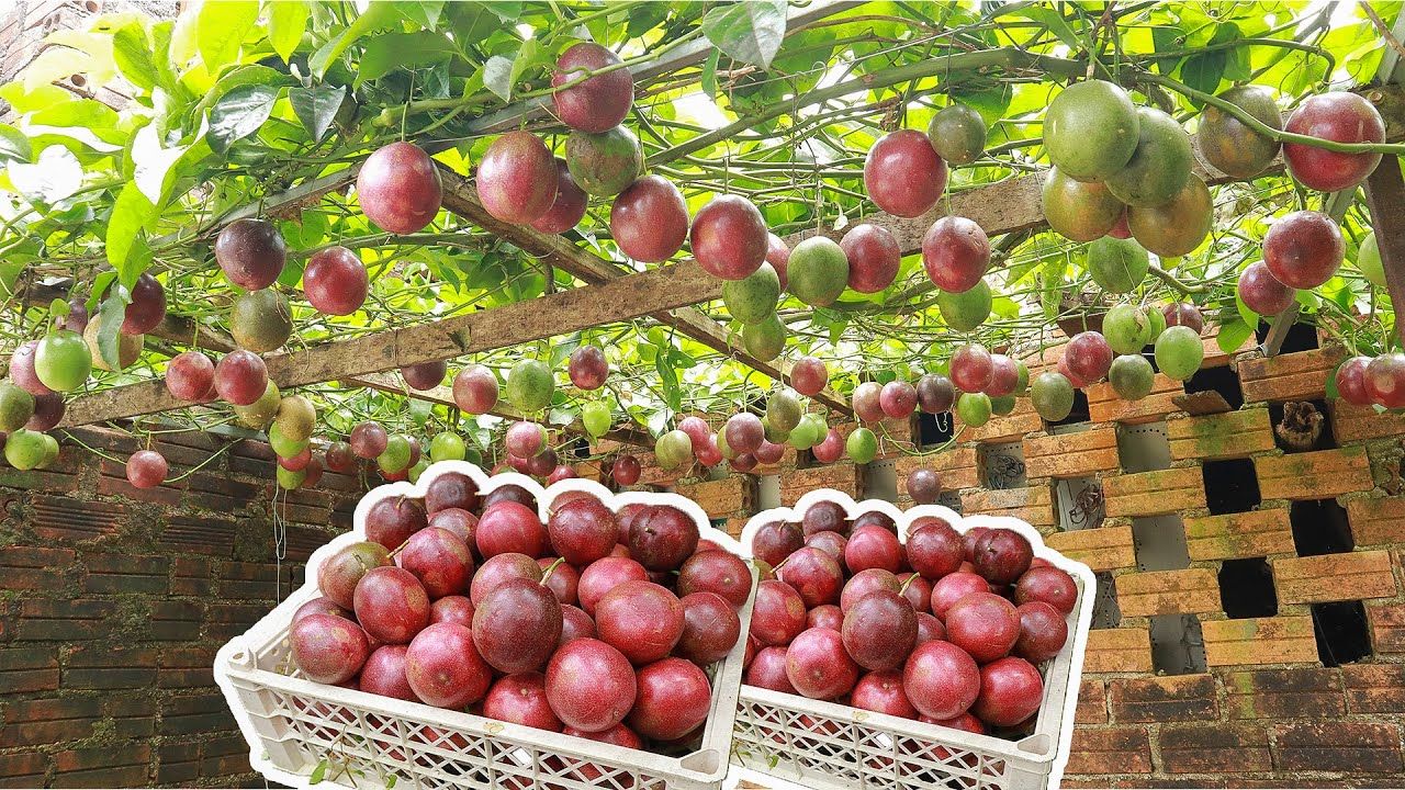 <b>超级水果百香果，揭秘其神奇功效与食用禁忌</b>