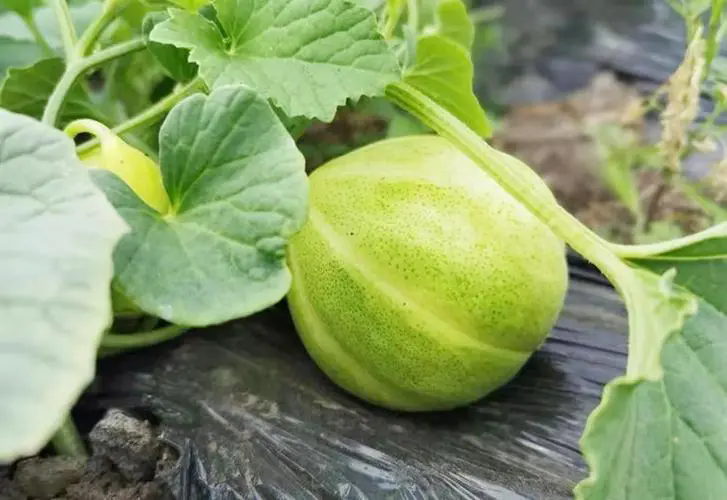 香瓜甜美背后的属性密码,它是热性还是凉性?