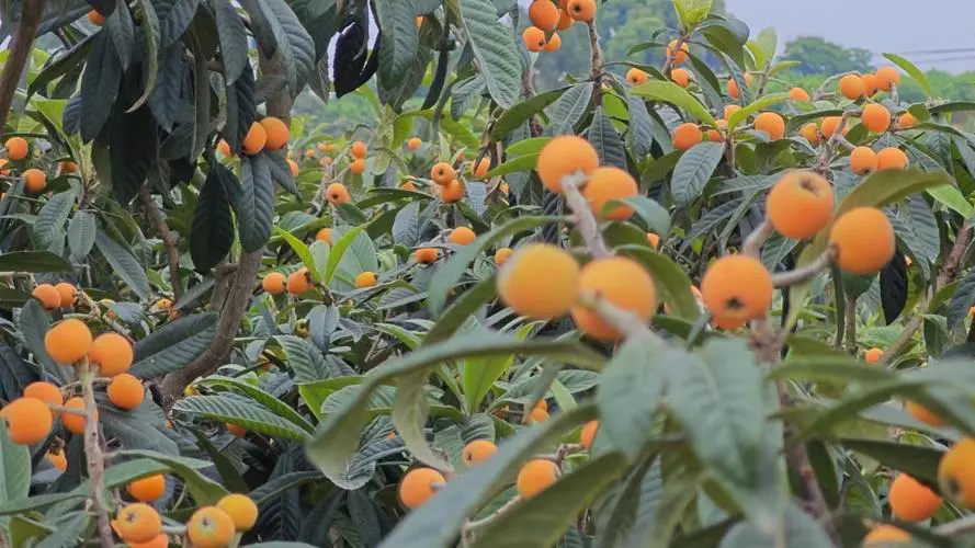 <b>舌尖上的日历，甜蜜枇杷成熟时间揭秘</b>