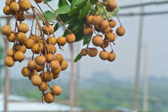 <b>水果侦探，桂圆与龙眼身份揭秘笔记</b>