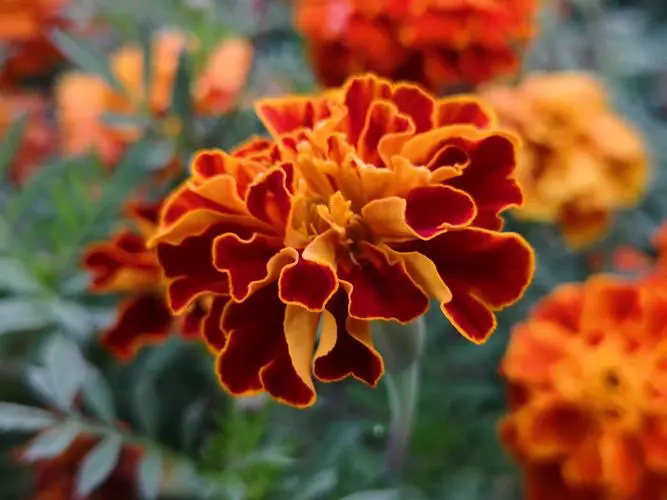 孔雀草的花语探秘,那些藏在花瓣间的秘密话语