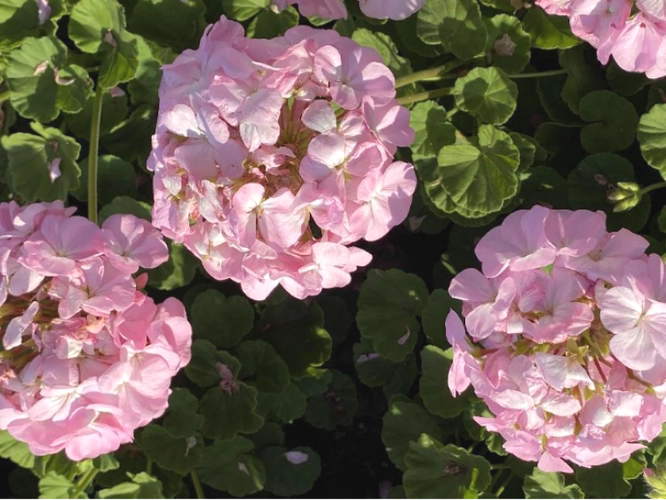 <b>天竺葵安全无毒，室内花卉养殖的芳香之选</b>