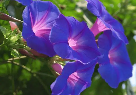 <b>牵牛花室内养殖记，让每一朵花都讲述家的故事！</b>