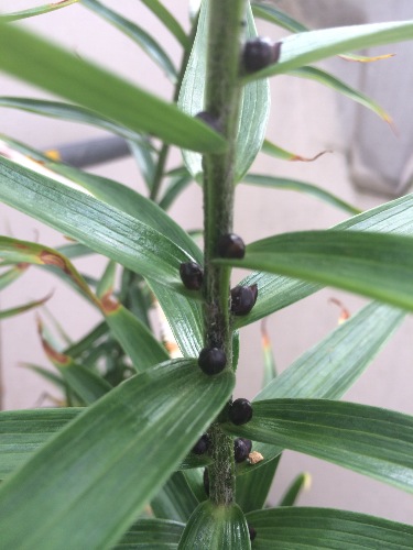 百合花杆上的小球,见证生命的循环与再生!
