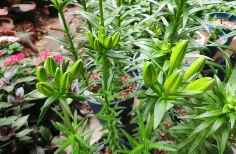 百合花杆上的小球,见证生命的循环与再生!