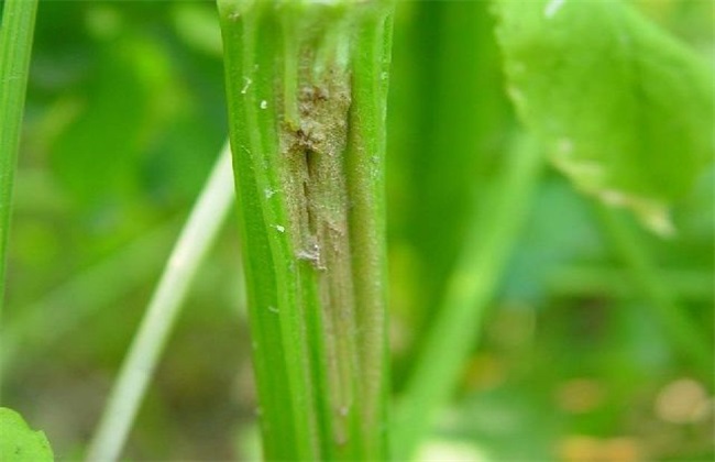 <b>西芹叶柄开裂空心，如何拯救你的蔬菜园？</b>