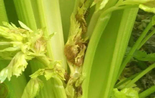 西芹叶柄开裂空心,如何拯救你的蔬菜园?