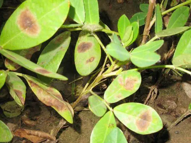 <b>花生种植宝典：叶片失绿发黄发白原因和解决方法</b>