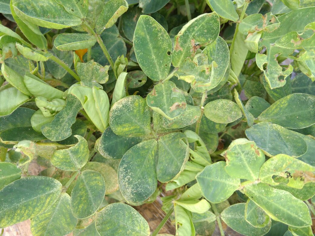 花生种植宝典:叶片失绿发黄发白原因和解决方法