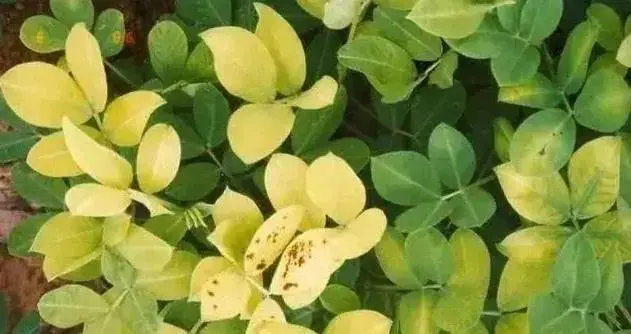 花生种植宝典:叶片失绿发黄发白原因和解决方法