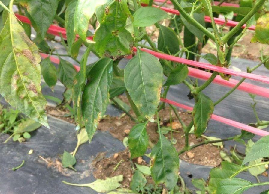 <b>三落病来袭：辣椒落花落果落叶，一文详解原因防控策略</b>