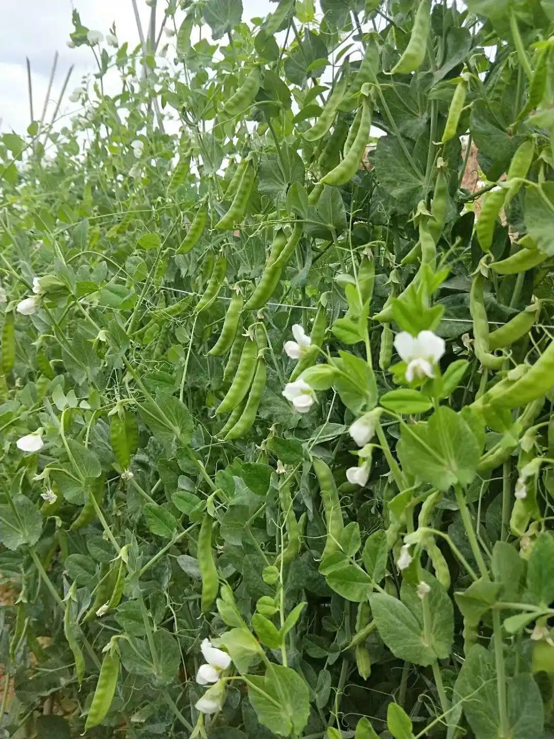 解密餐桌上的小疑惑荷兰豆,你真的是豌豆吗?