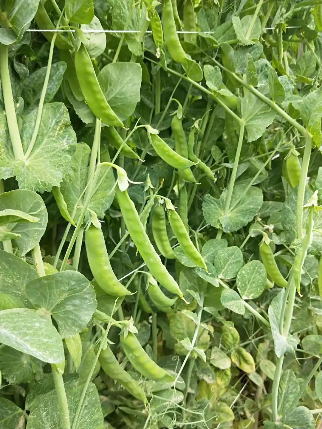 解密餐桌上的小疑惑荷兰豆,你真的是豌豆吗?