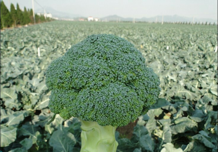 西蓝花是花吗?隐藏在“花朵”下的超级蔬菜!