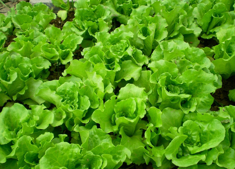 <b>揭秘生菜为何能成为餐桌上的“生食之星”</b>