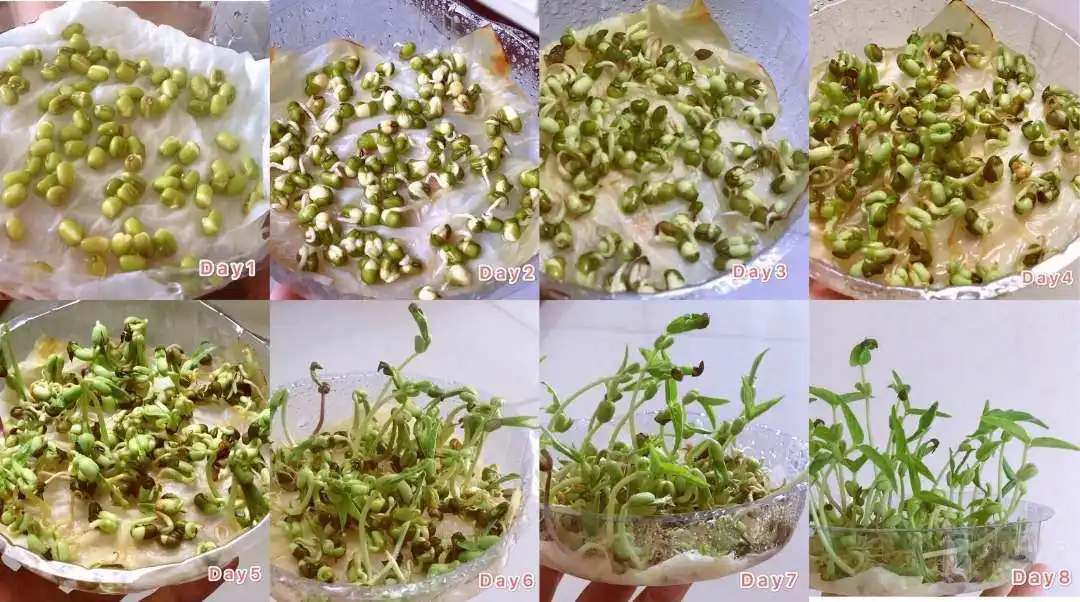 豆芽成长日记:从种子到餐桌家庭自制豆芽的完整指南记录!