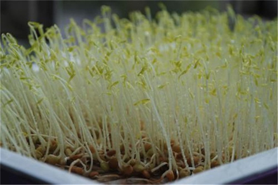 豆芽成长日记:从种子到餐桌家庭自制豆芽的完整指南记录!