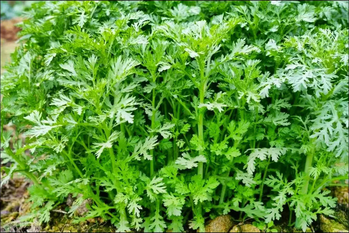 掌握茼蒿的种植季节与方法,让餐桌添一抹清新绿意